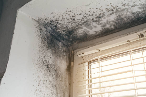 Affordable Attic Mold Remediation solutions in Cordova, NC
