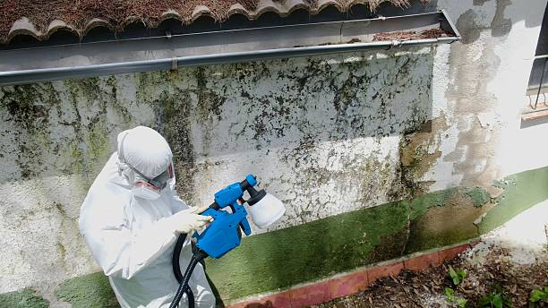 Top rated local Attic Mold Remediation specialists in Cordova, NC